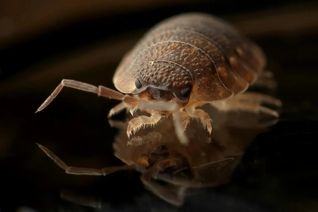 Bed-Bug-Treatment - Millville Pest Control Pros | Millville, NJ | 856-805-0560